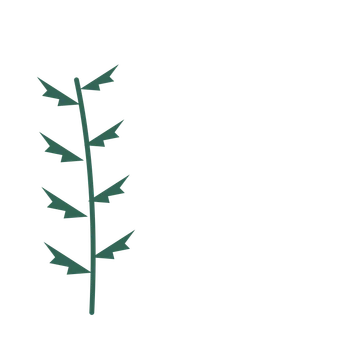Fern foliage in an corner arrangement, with 4 pairs of leaves on each stem.