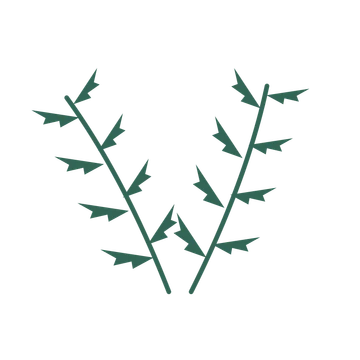Fern foliage in an paired arrangement, with 4 pairs of leaves on each stem.