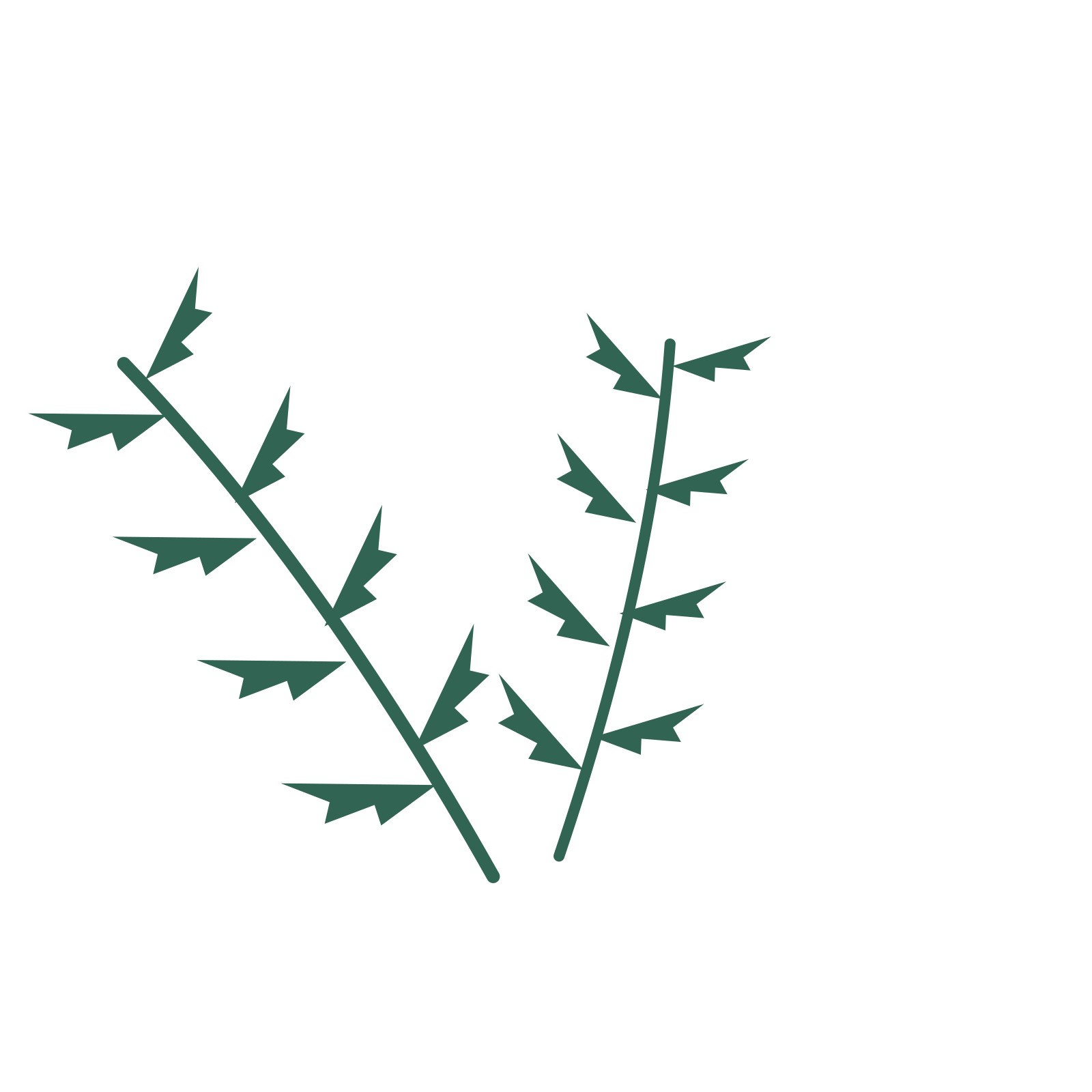 Fern foliage in an spray arrangement, with 4 pairs of leaves on each stem.