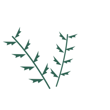 Fern foliage in an spray arrangement, with 4 pairs of leaves on each stem.