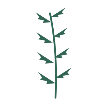 Fern foliage in an upright arrangement, with 4 pairs of leaves on each stem.