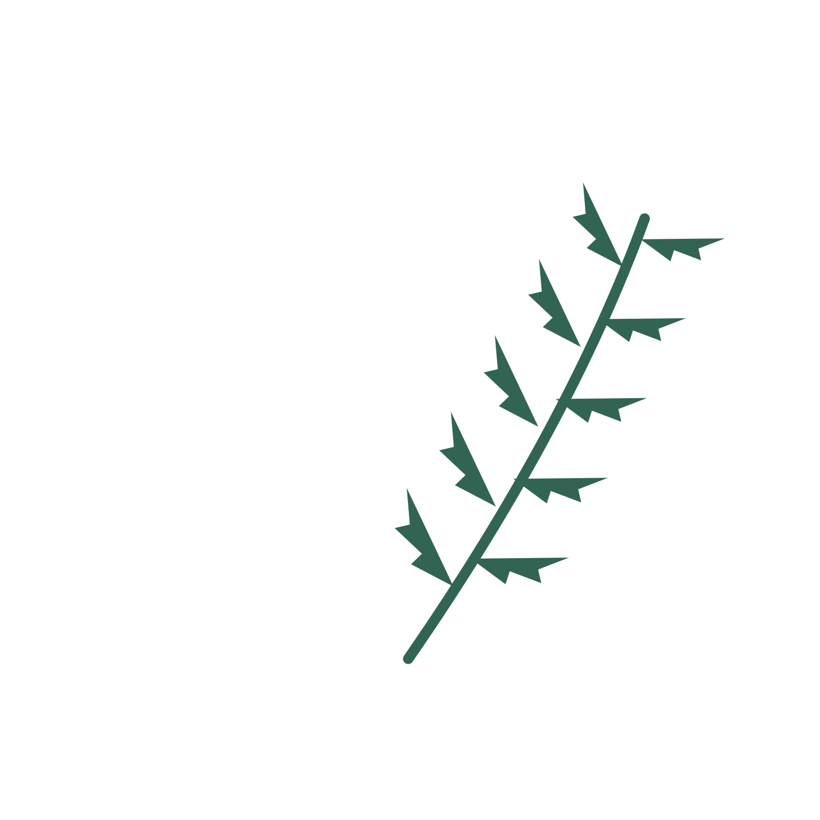 Fern foliage in an arching arrangement, with 5 pairs of leaves on each stem.