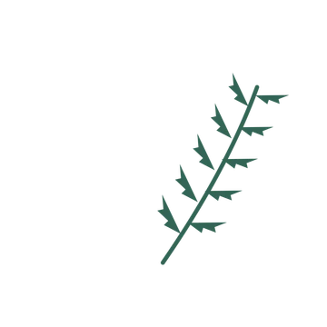 Fern foliage in an arching arrangement, with 5 pairs of leaves on each stem.