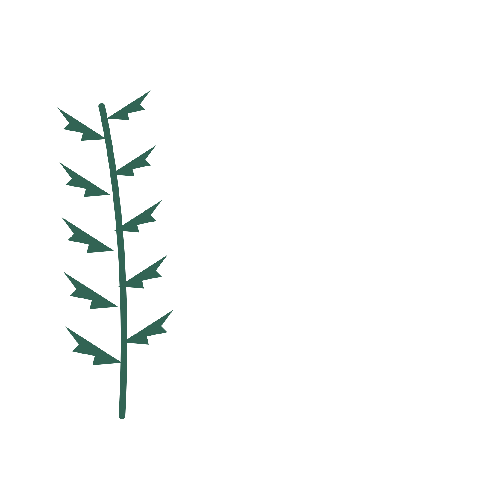 Fern foliage in an corner arrangement, with 5 pairs of leaves on each stem.