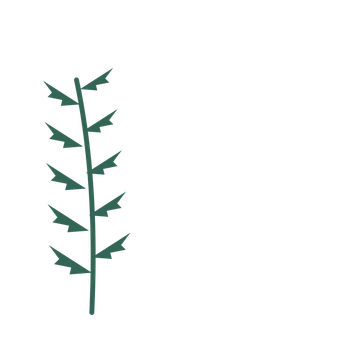Fern foliage in an corner arrangement, with 5 pairs of leaves on each stem.