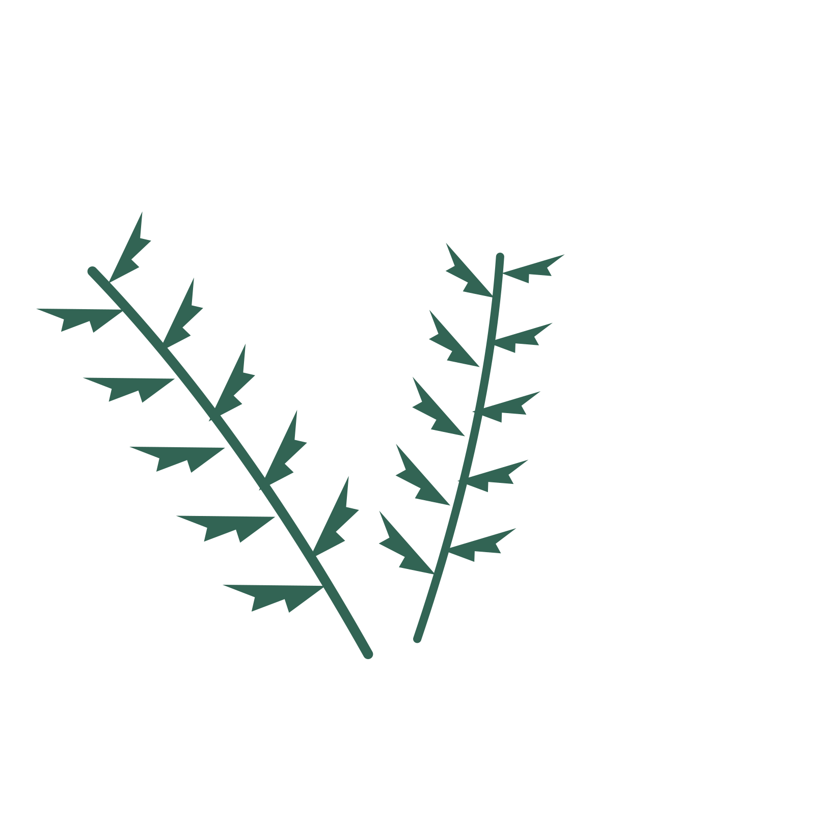 Fern foliage in an spray arrangement, with 5 pairs of leaves on each stem.