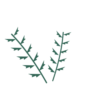 Fern foliage in an spray arrangement, with 5 pairs of leaves on each stem.