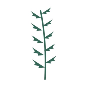 Fern foliage in an upright arrangement, with 5 pairs of leaves on each stem.