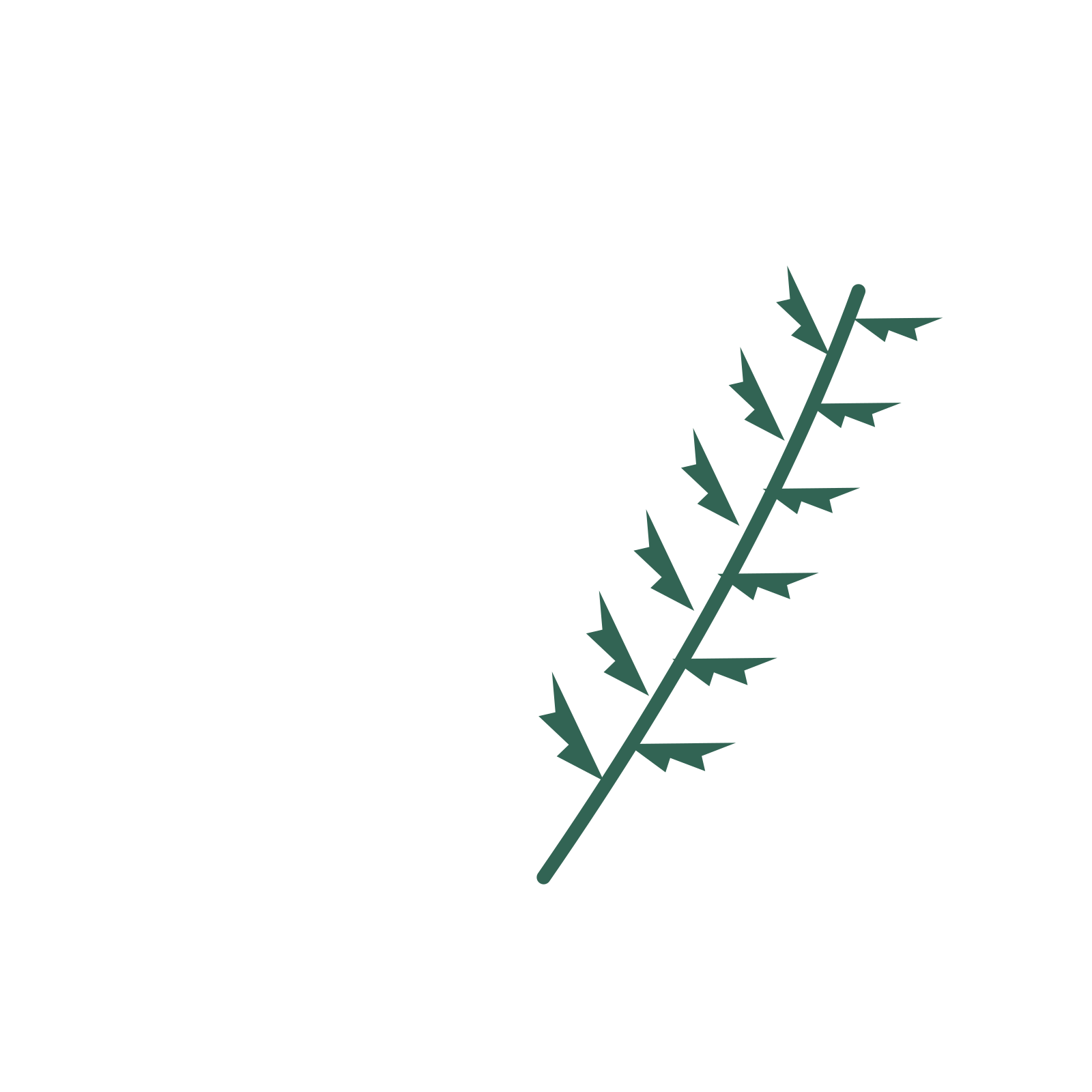 Fern foliage in an arching arrangement, with 6 pairs of leaves on each stem.