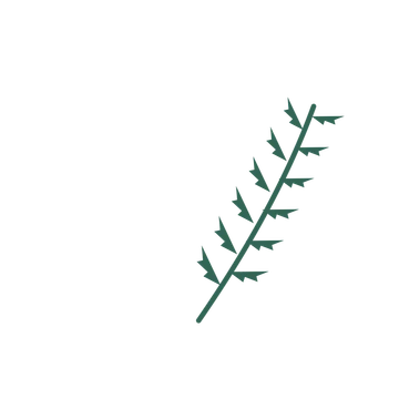 Fern foliage in an arching arrangement, with 6 pairs of leaves on each stem.