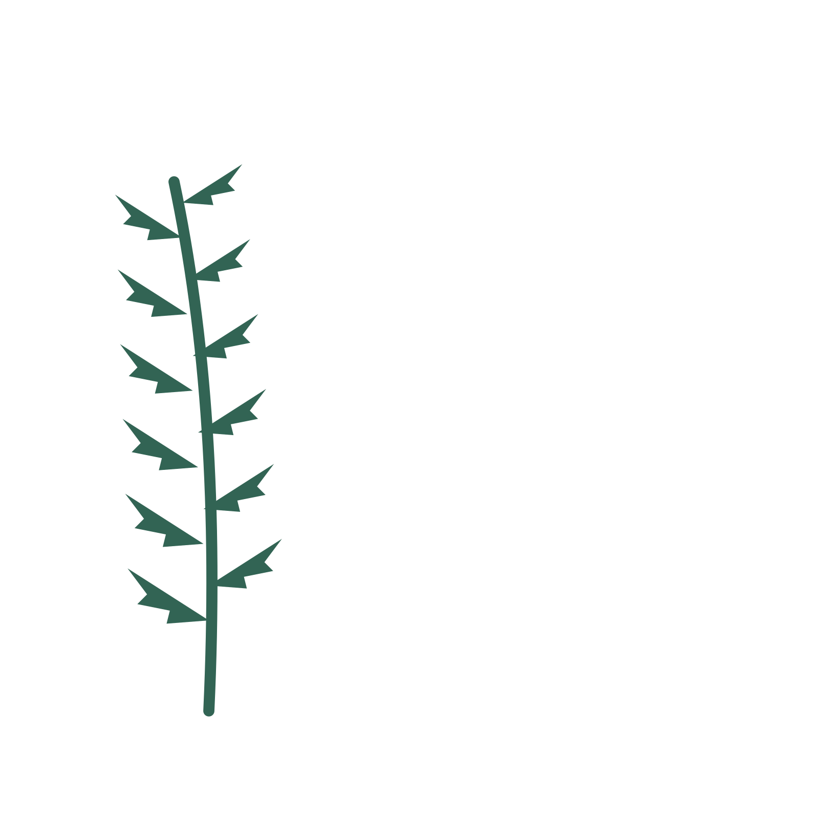 Fern foliage in an corner arrangement, with 6 pairs of leaves on each stem.