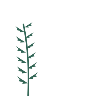 Fern foliage in an corner arrangement, with 6 pairs of leaves on each stem.