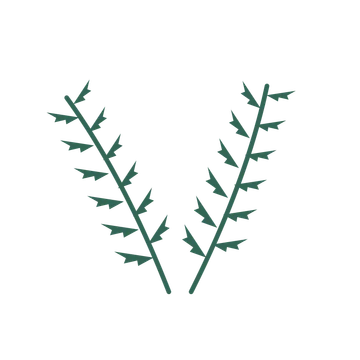 Fern foliage in an paired arrangement, with 6 pairs of leaves on each stem.