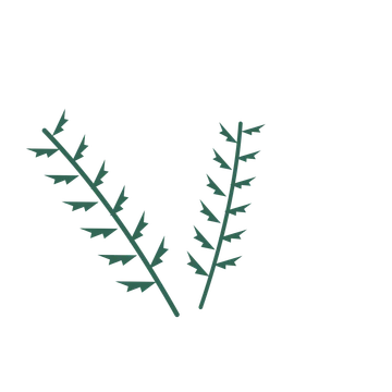Fern foliage in an spray arrangement, with 6 pairs of leaves on each stem.