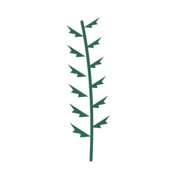 Fern foliage in an upright arrangement, with 6 pairs of leaves on each stem.