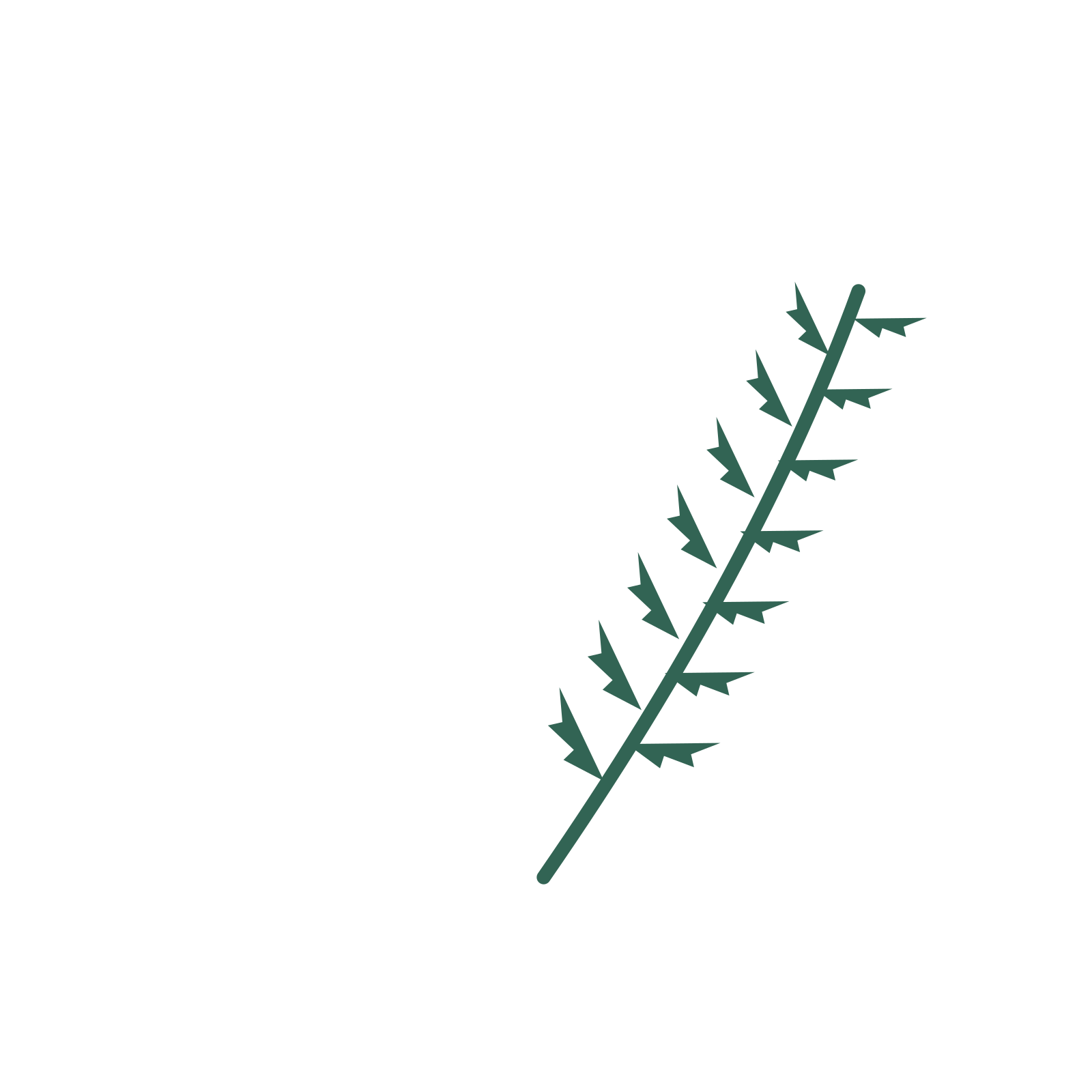 Fern foliage in an arching arrangement, with 7 pairs of leaves on each stem.