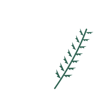 Fern foliage in an arching arrangement, with 7 pairs of leaves on each stem.