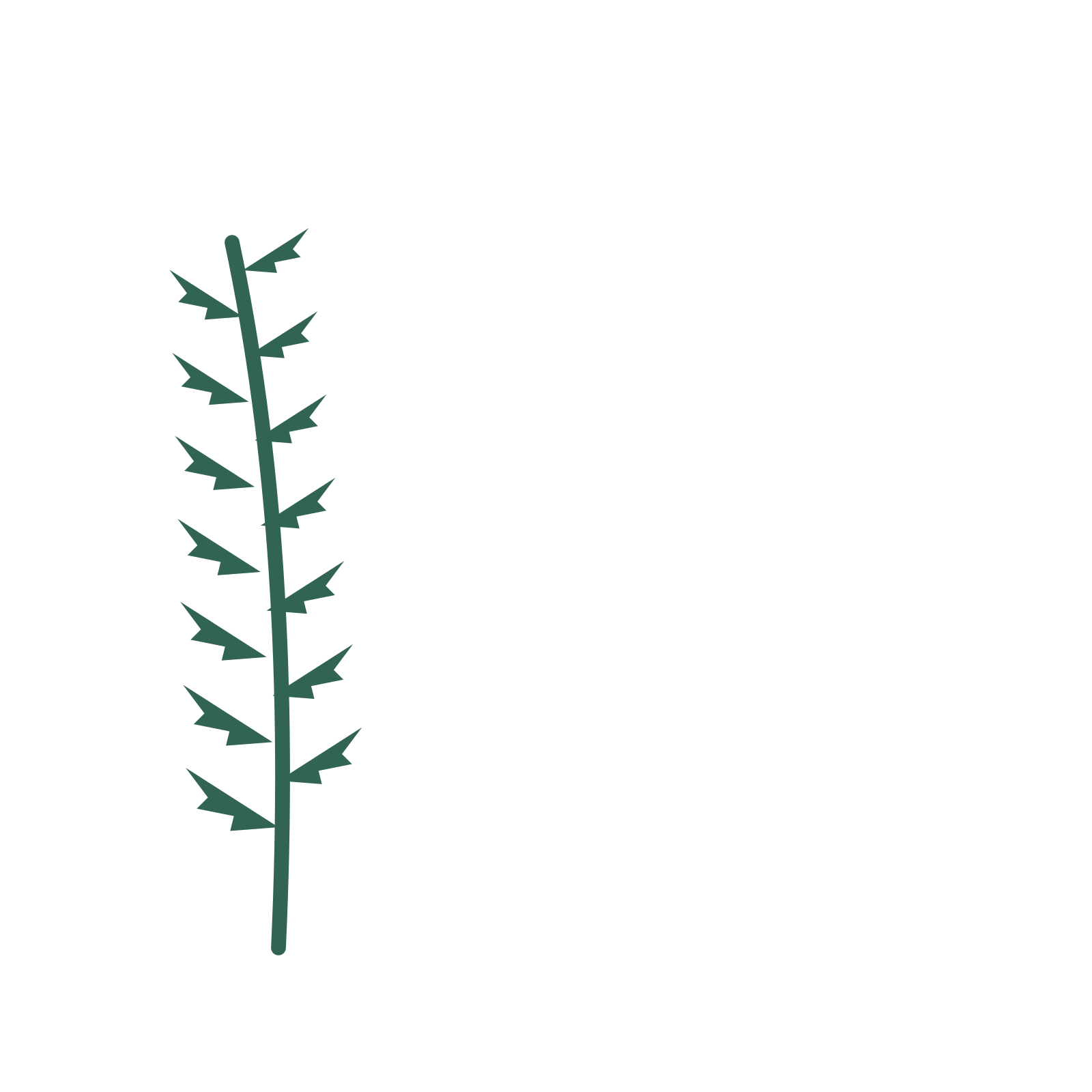 Fern foliage in an corner arrangement, with 7 pairs of leaves on each stem.