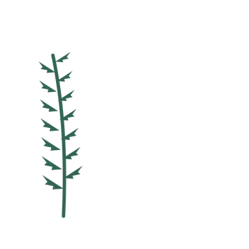 Fern foliage in an corner arrangement, with 7 pairs of leaves on each stem.