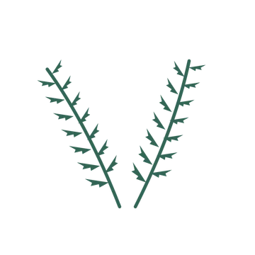 Fern foliage in an paired arrangement, with 7 pairs of leaves on each stem.