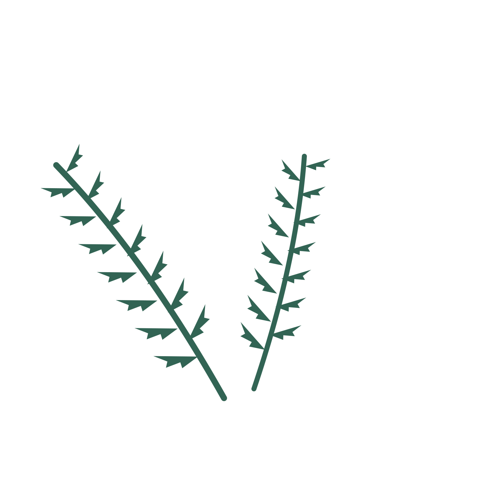 Fern foliage in an spray arrangement, with 7 pairs of leaves on each stem.