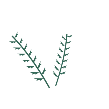 Fern foliage in an spray arrangement, with 7 pairs of leaves on each stem.