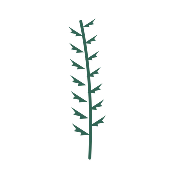Fern foliage in an upright arrangement, with 7 pairs of leaves on each stem.