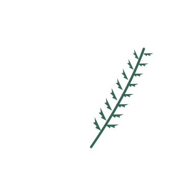 Fern foliage in an arching arrangement, with 8 pairs of leaves on each stem.