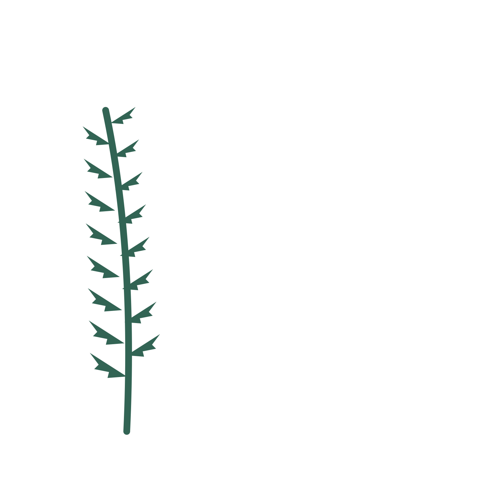 Fern foliage in an corner arrangement, with 8 pairs of leaves on each stem.