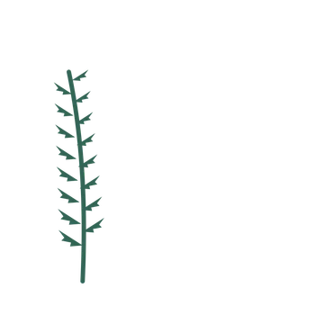Fern foliage in an corner arrangement, with 8 pairs of leaves on each stem.