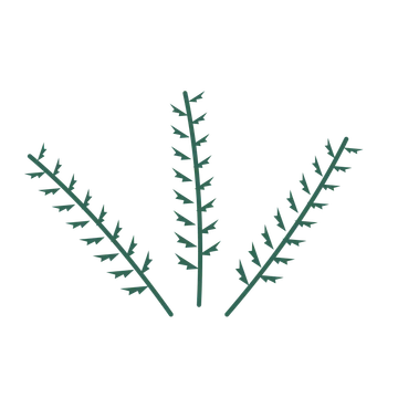 Fern foliage in an fan arrangement, with 8 pairs of leaves on each stem.