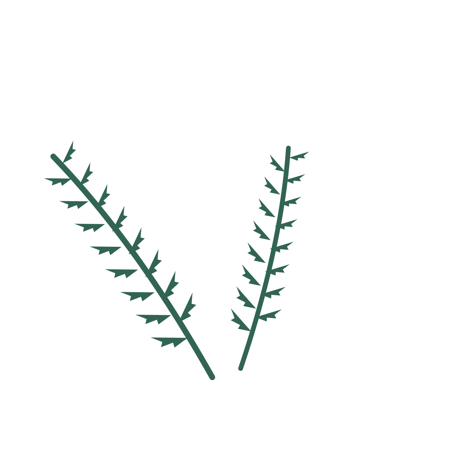 Fern foliage in an spray arrangement, with 8 pairs of leaves on each stem.