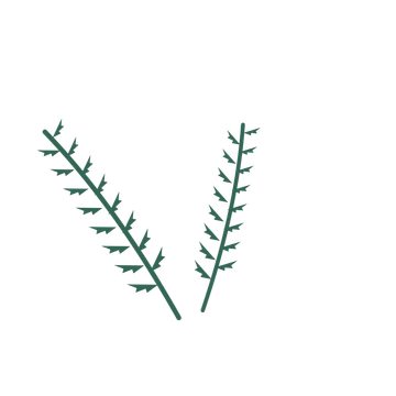 Fern foliage in an spray arrangement, with 8 pairs of leaves on each stem.