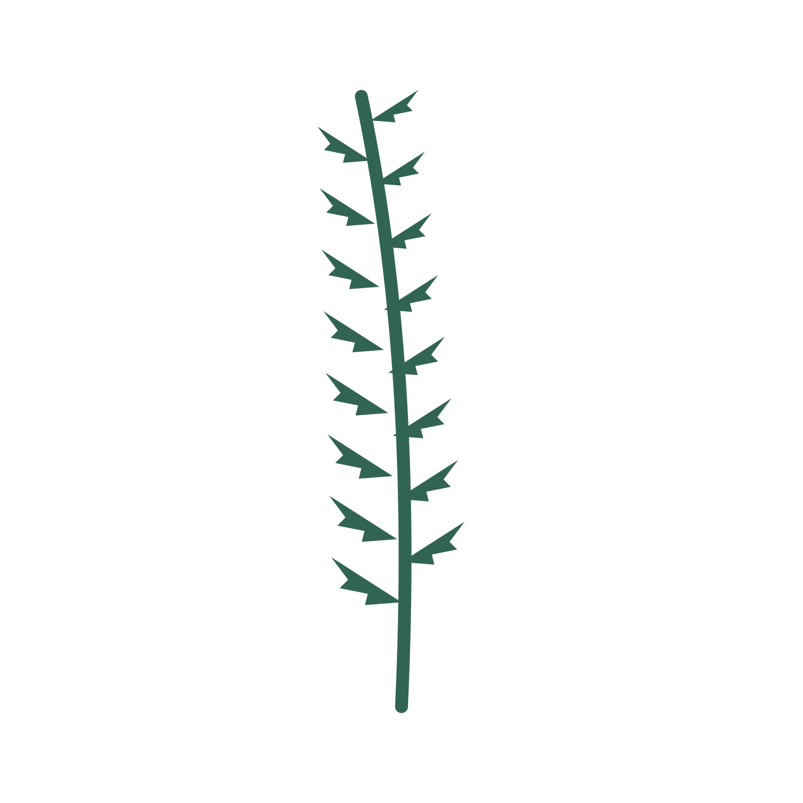 Fern foliage in an upright arrangement, with 8 pairs of leaves on each stem.