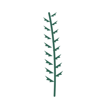 Fern foliage in an upright arrangement, with 8 pairs of leaves on each stem.