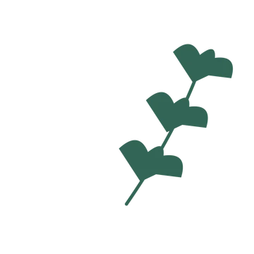 Ginkgo foliage in an arching arrangement, with 3 pairs of leaves on each stem.
