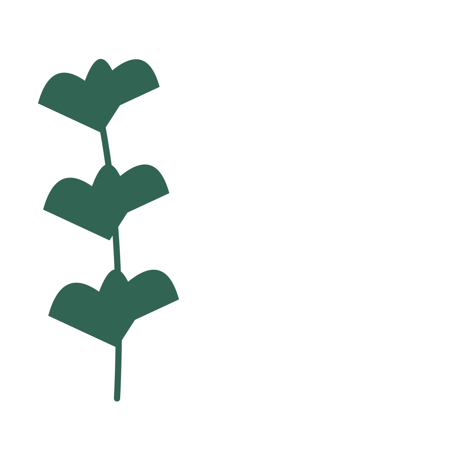 Ginkgo foliage in an corner arrangement, with 3 pairs of leaves on each stem.