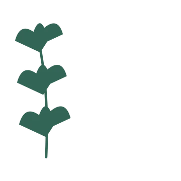 Ginkgo foliage in an corner arrangement, with 3 pairs of leaves on each stem.