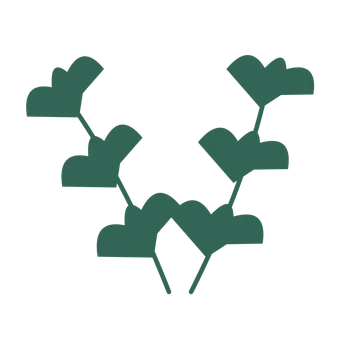 Ginkgo foliage in an paired arrangement, with 3 pairs of leaves on each stem.