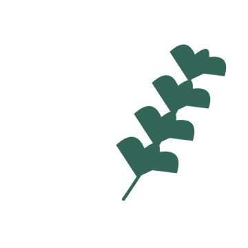 Ginkgo foliage in an arching arrangement, with 4 pairs of leaves on each stem.