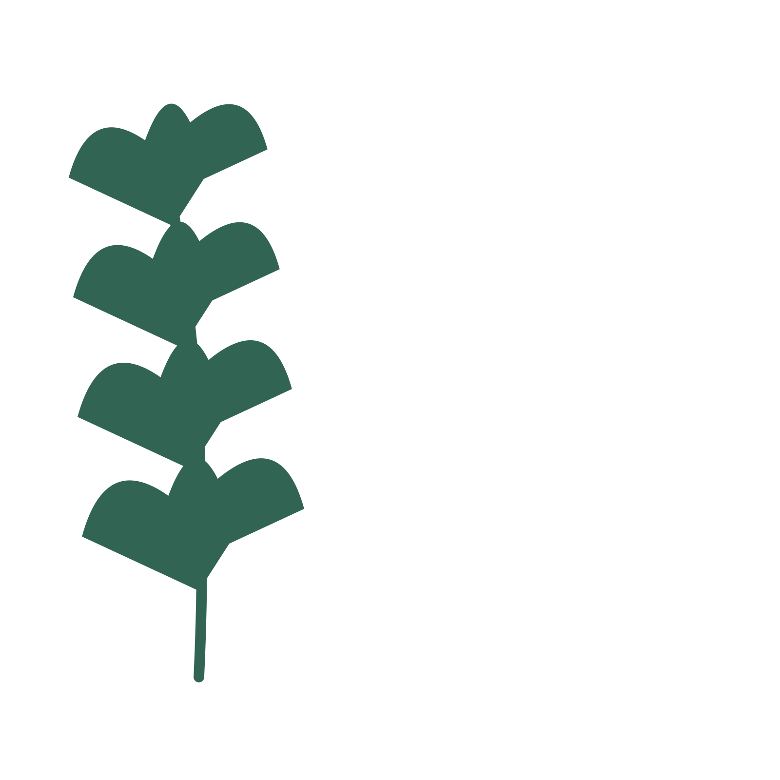 Ginkgo foliage in an corner arrangement, with 4 pairs of leaves on each stem.
