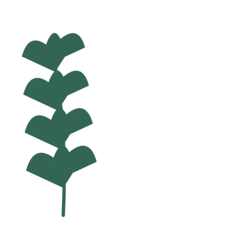 Ginkgo foliage in an corner arrangement, with 4 pairs of leaves on each stem.