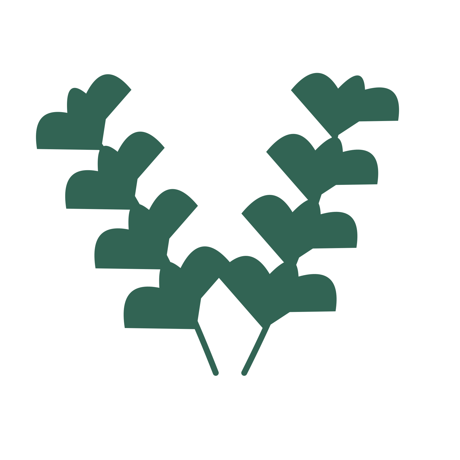 Ginkgo foliage in an paired arrangement, with 4 pairs of leaves on each stem.