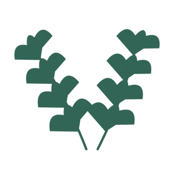Ginkgo foliage in an paired arrangement, with 4 pairs of leaves on each stem.
