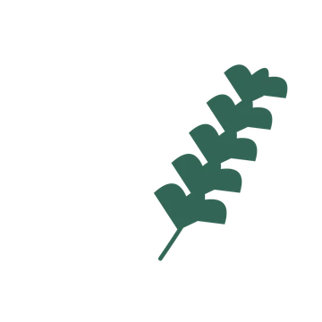 Ginkgo foliage in an arching arrangement, with 5 pairs of leaves on each stem.