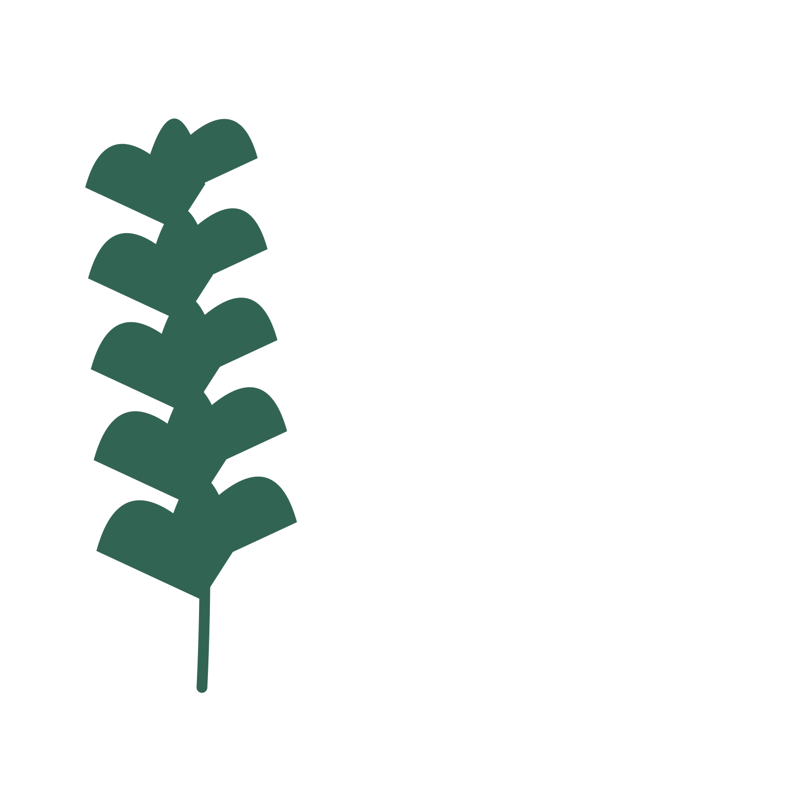 Ginkgo foliage in an corner arrangement, with 5 pairs of leaves on each stem.