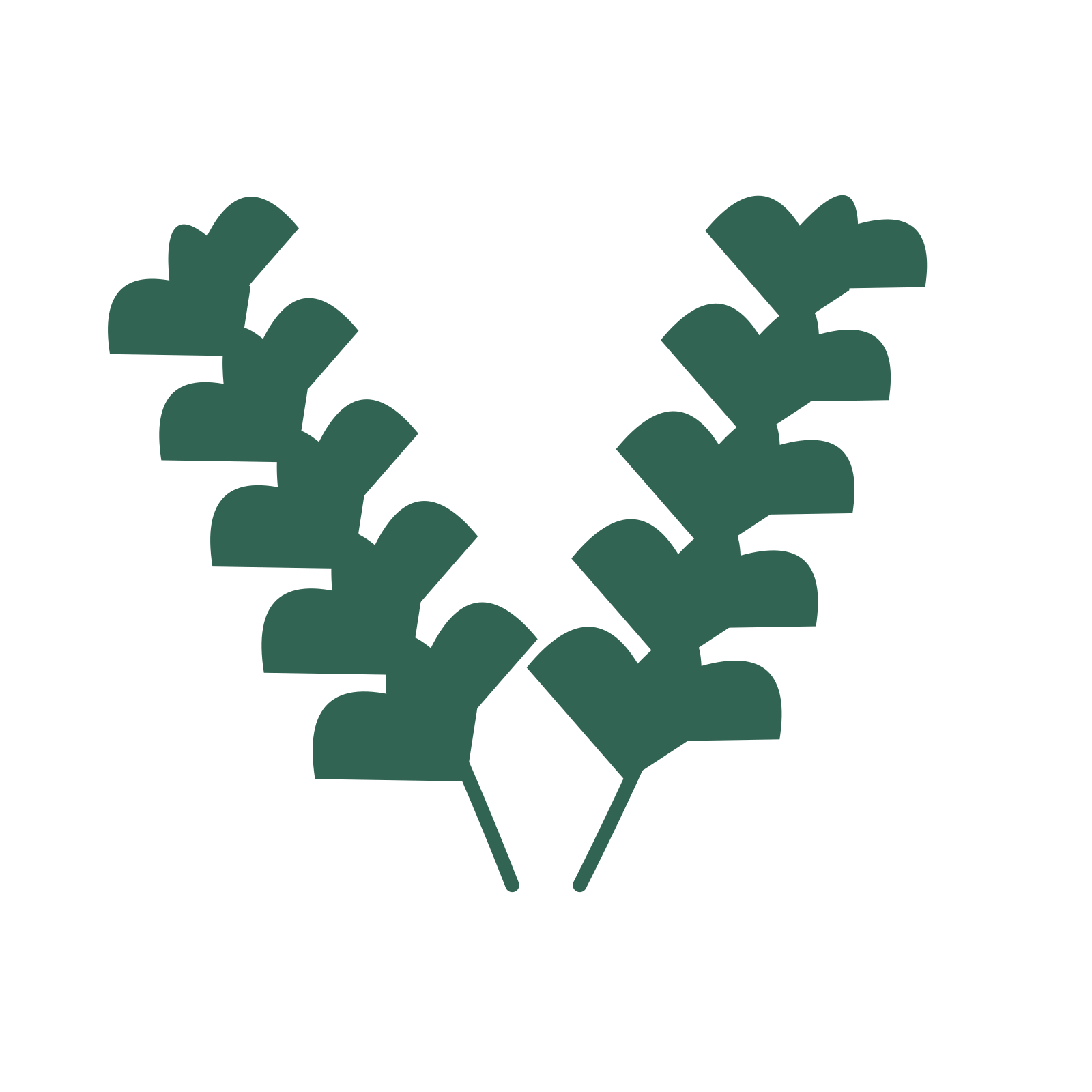 Ginkgo foliage in an paired arrangement, with 5 pairs of leaves on each stem.