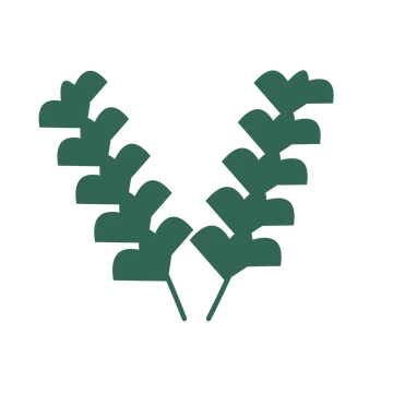 Ginkgo foliage in an paired arrangement, with 5 pairs of leaves on each stem.