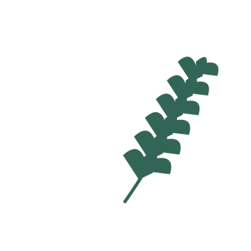 Ginkgo foliage in an arching arrangement, with 6 pairs of leaves on each stem.