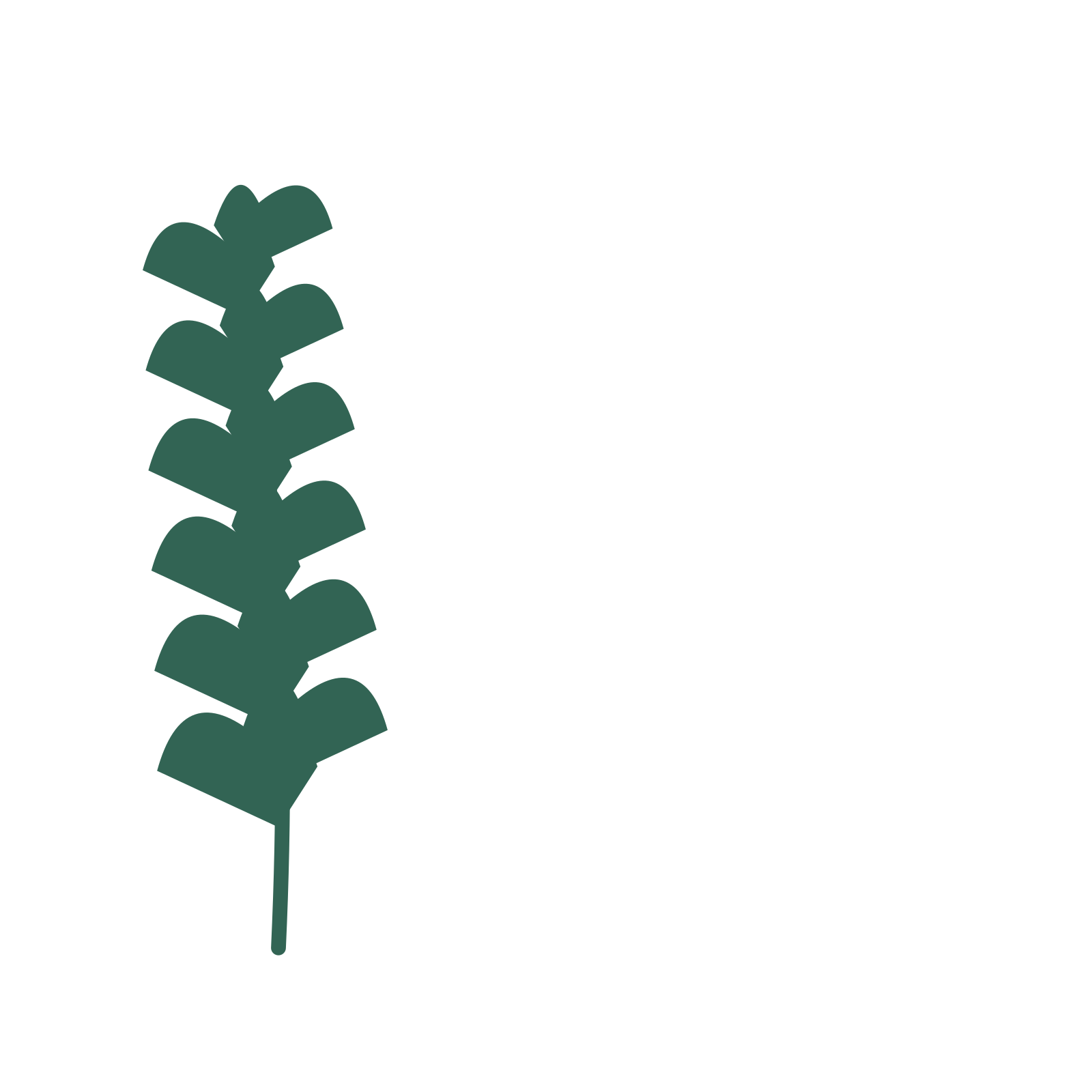 Ginkgo foliage in an corner arrangement, with 6 pairs of leaves on each stem.